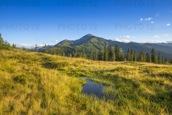 Small pond in the Naunz moorland in summer