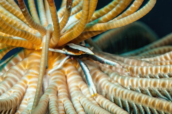 Feather Star