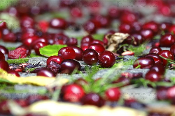 Cornelian cherries