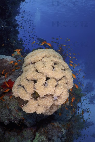 Bubble coral