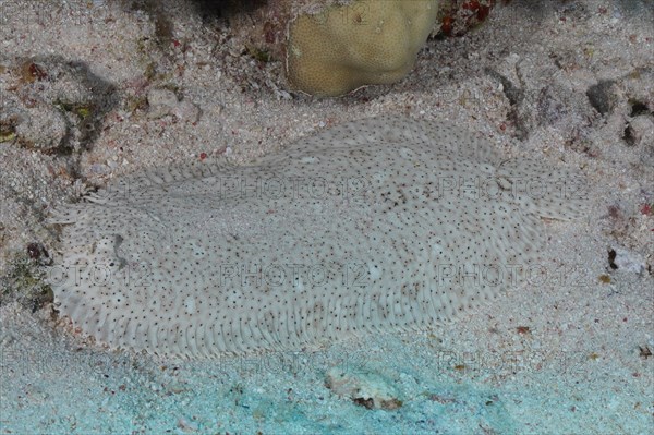 Well camouflaged finless sole