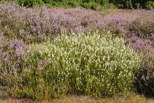 Blooming white heather