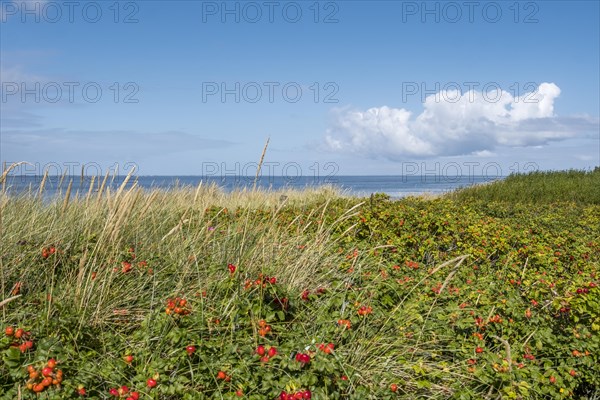 Dune vegetation