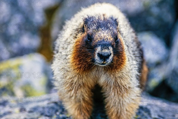 Close up at an Hoary marmot