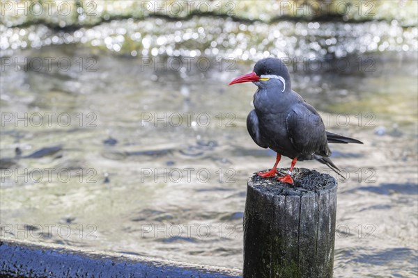 Inca tern