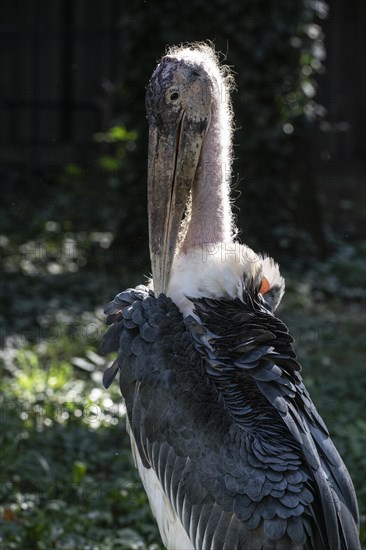 Marabou stork