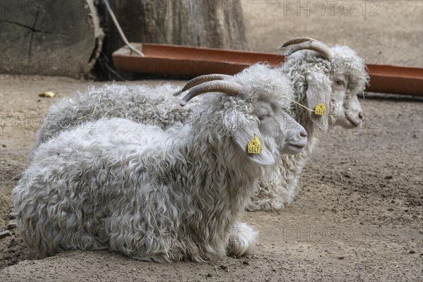 Angora domestic goat