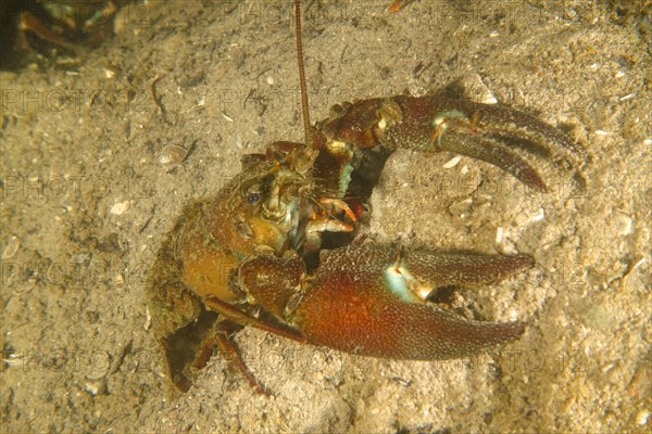 Signal crayfish