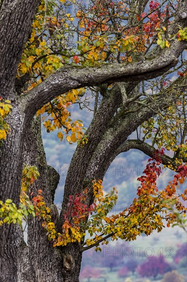 Autumn in the Swabian Alb. Pear tree with colourful foliage