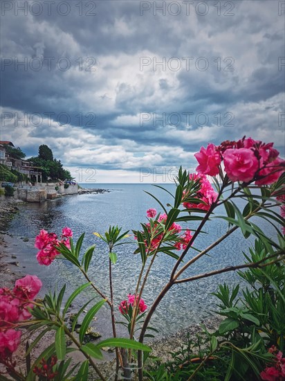 Pink Nerium Oleander flowers on the bulgarian coastline with a view to the Black Sea. The old town of Nessebar