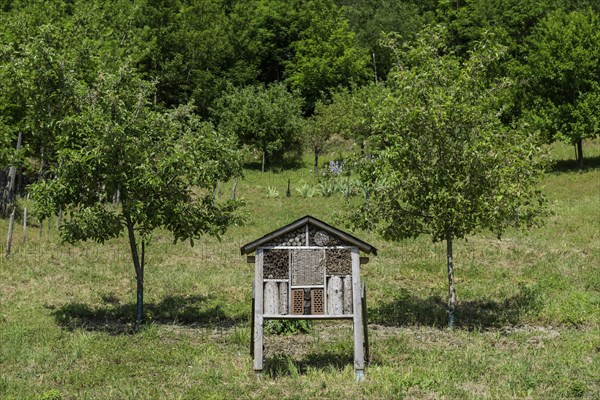 Bees and insect house