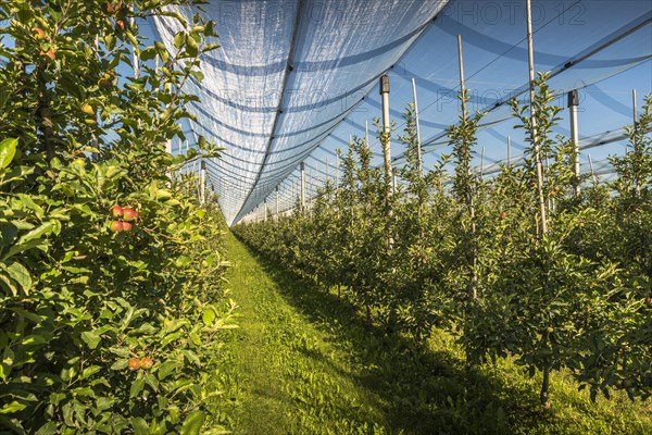 Apple orchard with hail net