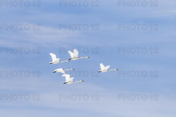 Whooper Swans