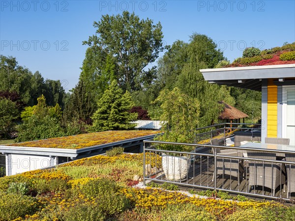 Wooden house with colourful flowering green roof