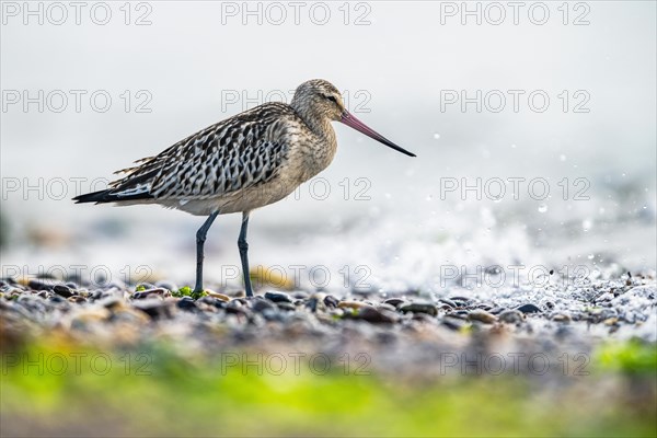 Bar-tailed Godwit