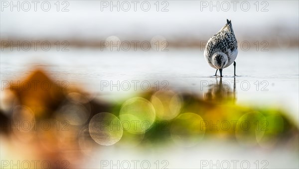 Sanderling