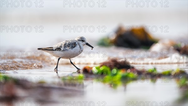 Sanderling