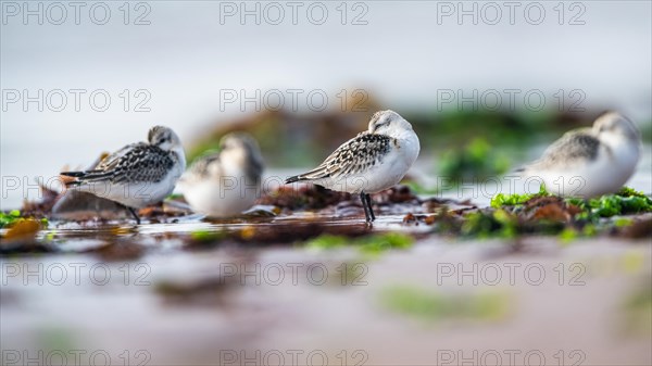 Sanderling