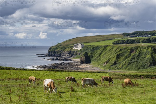 Grazing cows