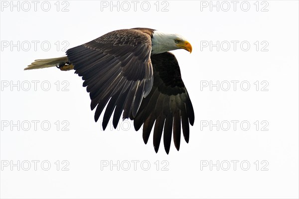 Bald eagle in flight