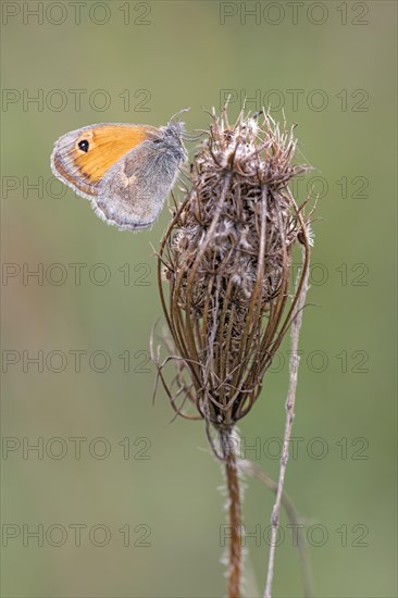 Meadow brown