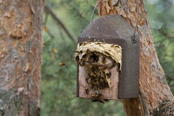 European hornets