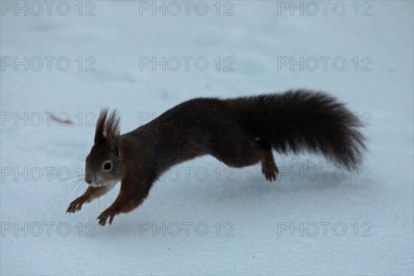Squirrel stretched in snow jumping left seeing