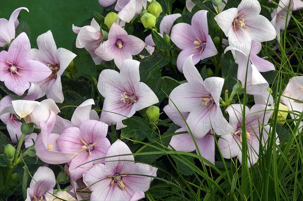 Chinese bellflowers