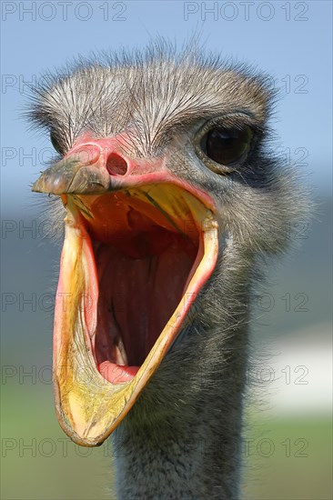 Common ostrich