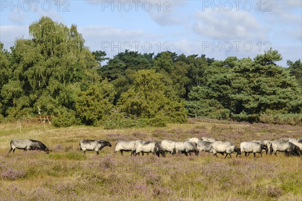 Heidschnucken in the blooming Westrup Heath