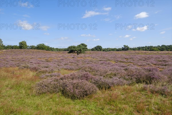 Blooming heathland