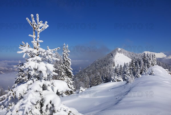 Winter landscape covered in deep snow in the Osterhorn group with a view from Pillstein to Zwoelferhorn