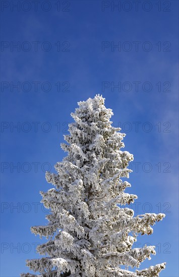 Winter landscape at the Zwoelferhorn with deep snow-covered conifer