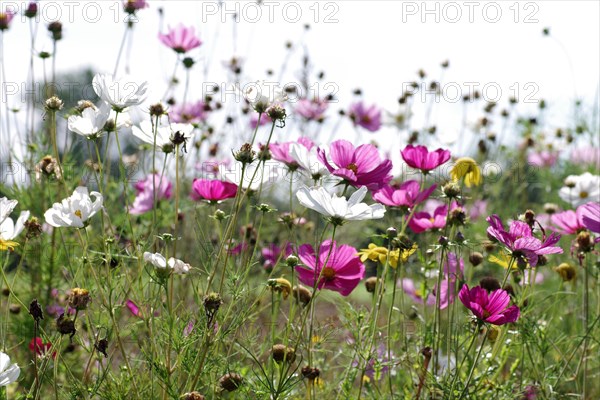 Flower meadow