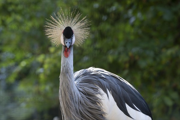 Black crowned crane