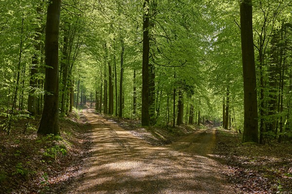 Fork in the road