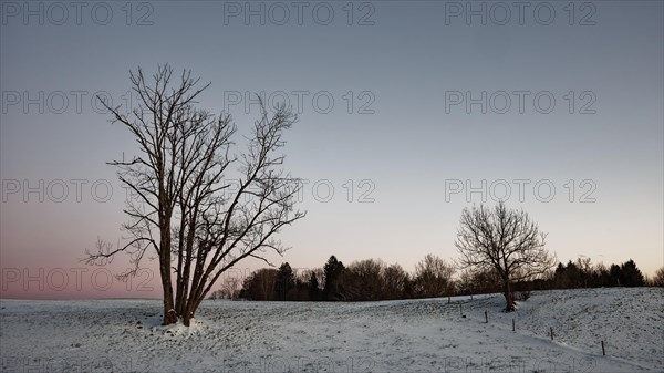 Trees in the snow in evening mood
