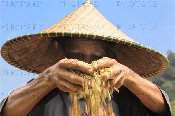 Rice farmer with rice in her hands