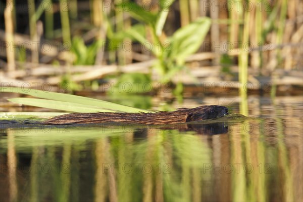 Muskrat