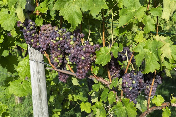 Unripe Trollinger grapes on vine