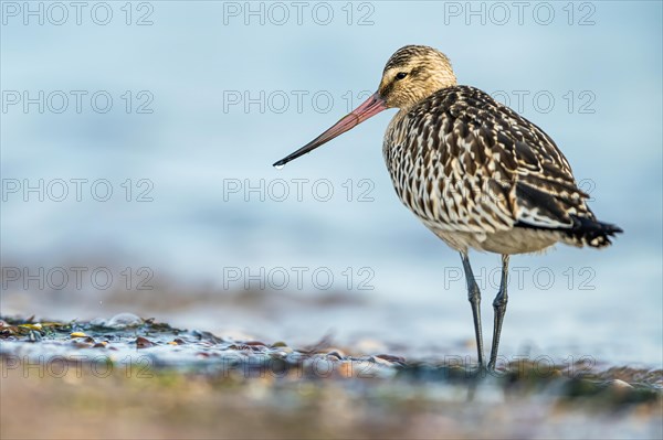 Bar-tailed Godwit