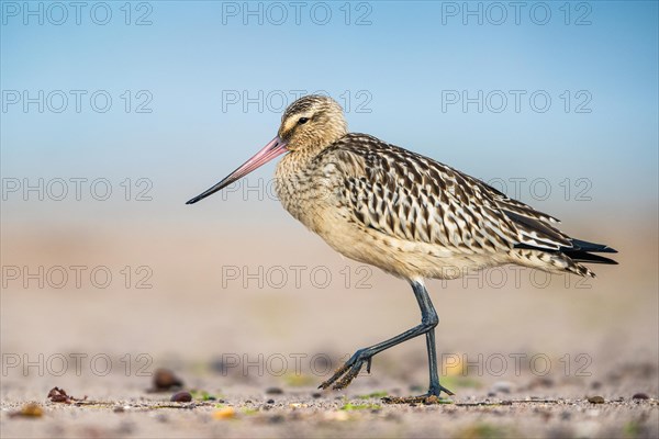 Bar-tailed Godwit