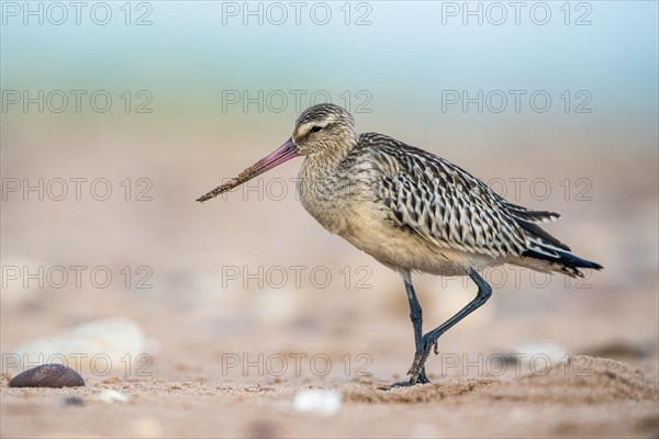 Bar-tailed Godwit