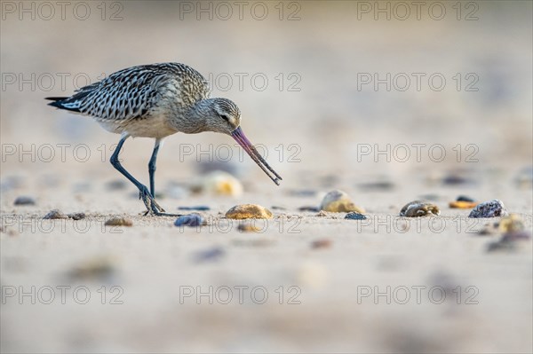 Bar-tailed Godwit