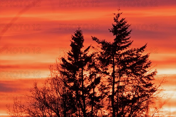 Evening red trees in front of reddish cloud structures
