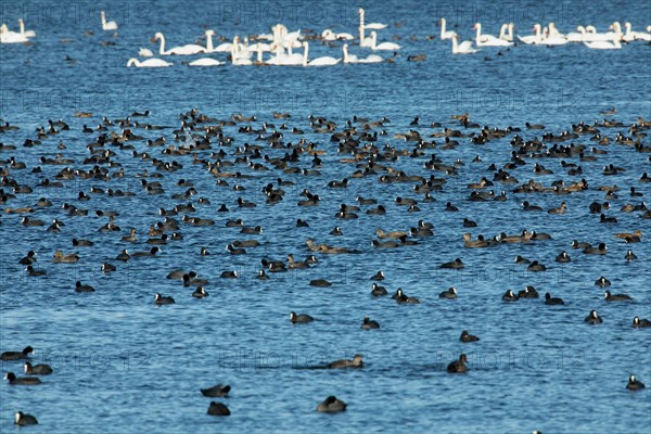 White-tailed Rail many birds with Mute Swans swimming in water different sightings