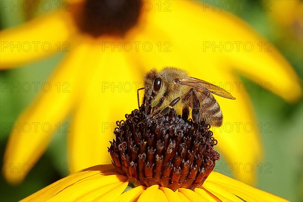 European honey bee