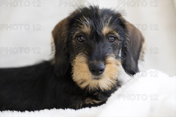 Rough-haired dachshund