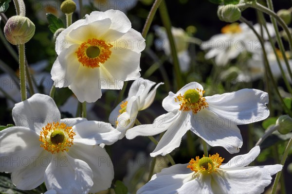 Flowers and buds of the Japanese anemone hupehensis