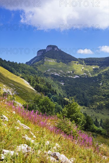 Willowherb